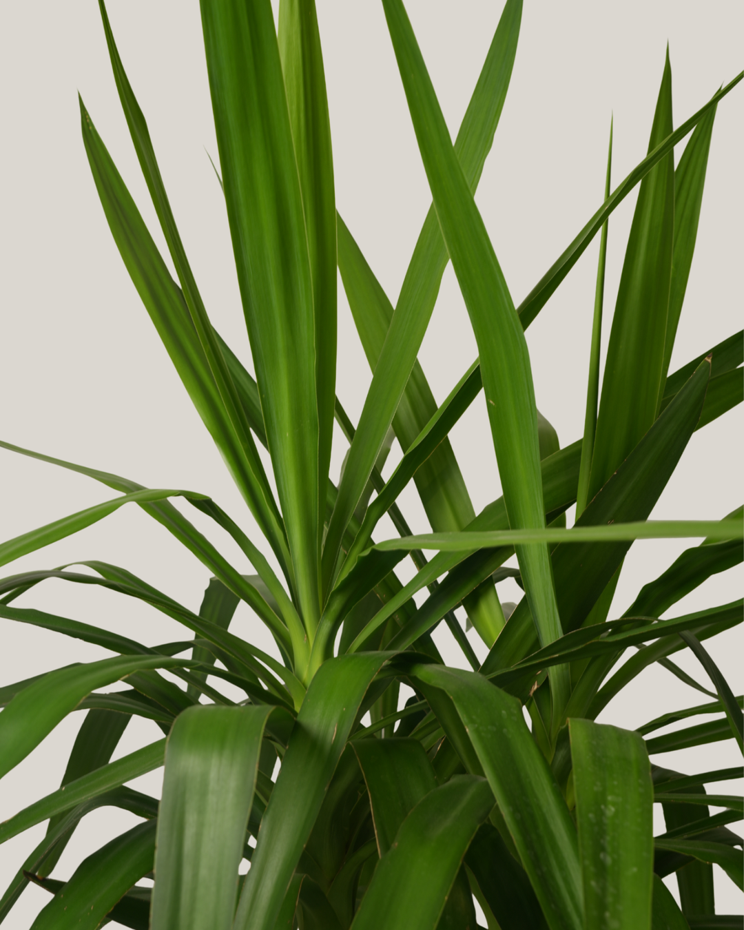 Yucca Elephantipes Stem