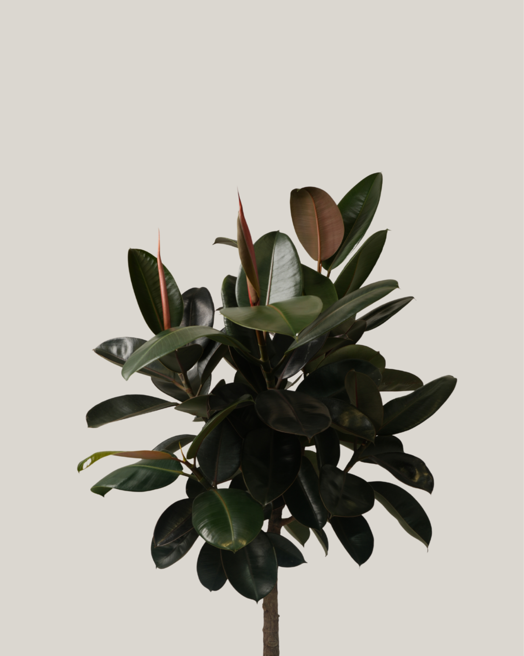 Ficus Elastica