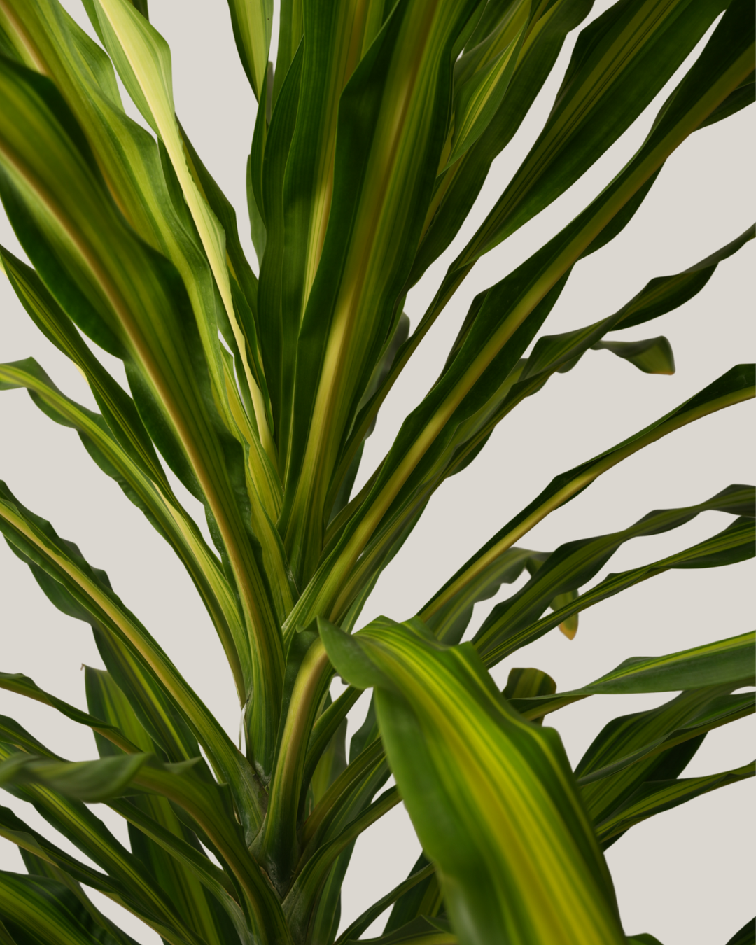 Dracaena Massengeana
