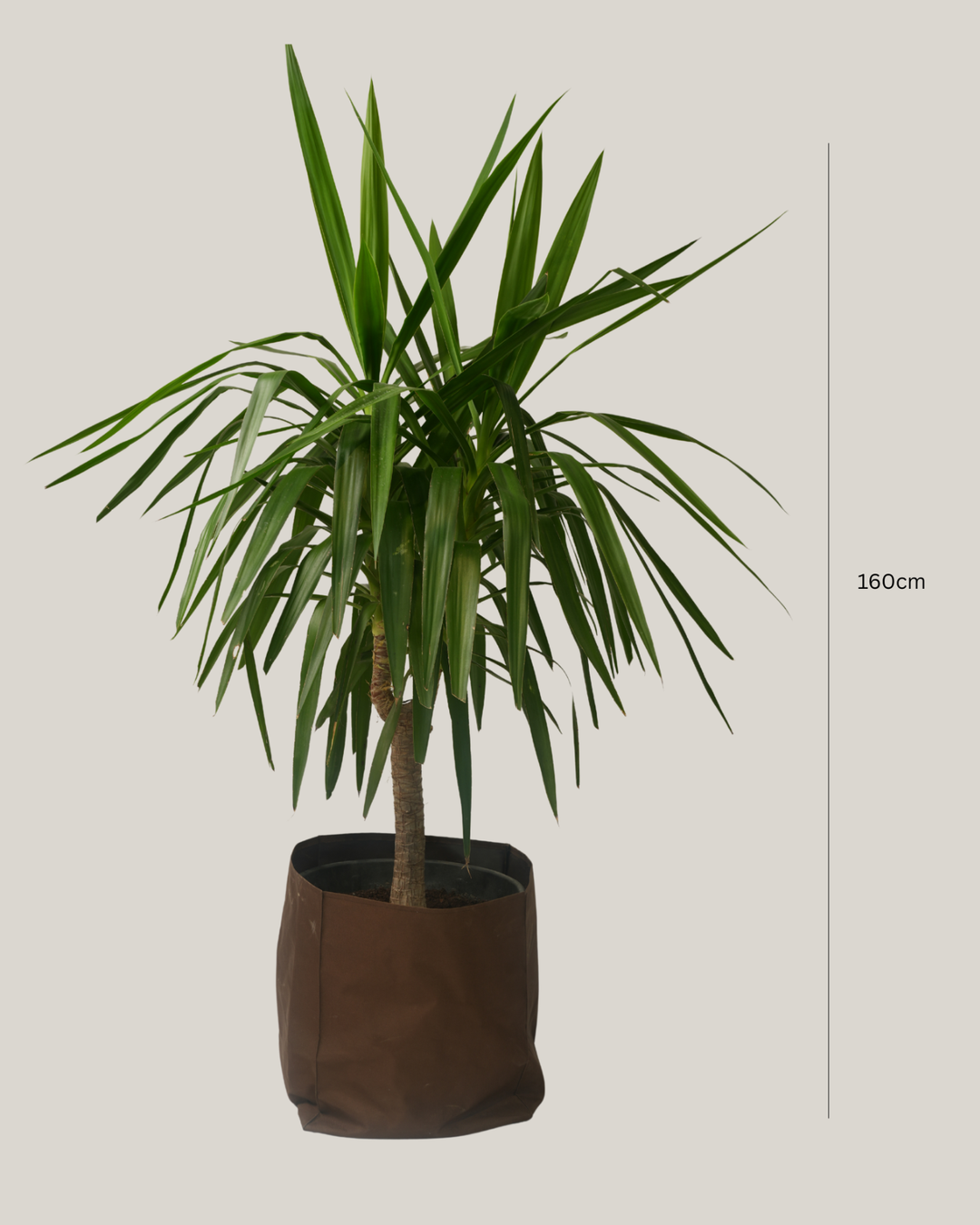 Yucca Elephantipes Stem