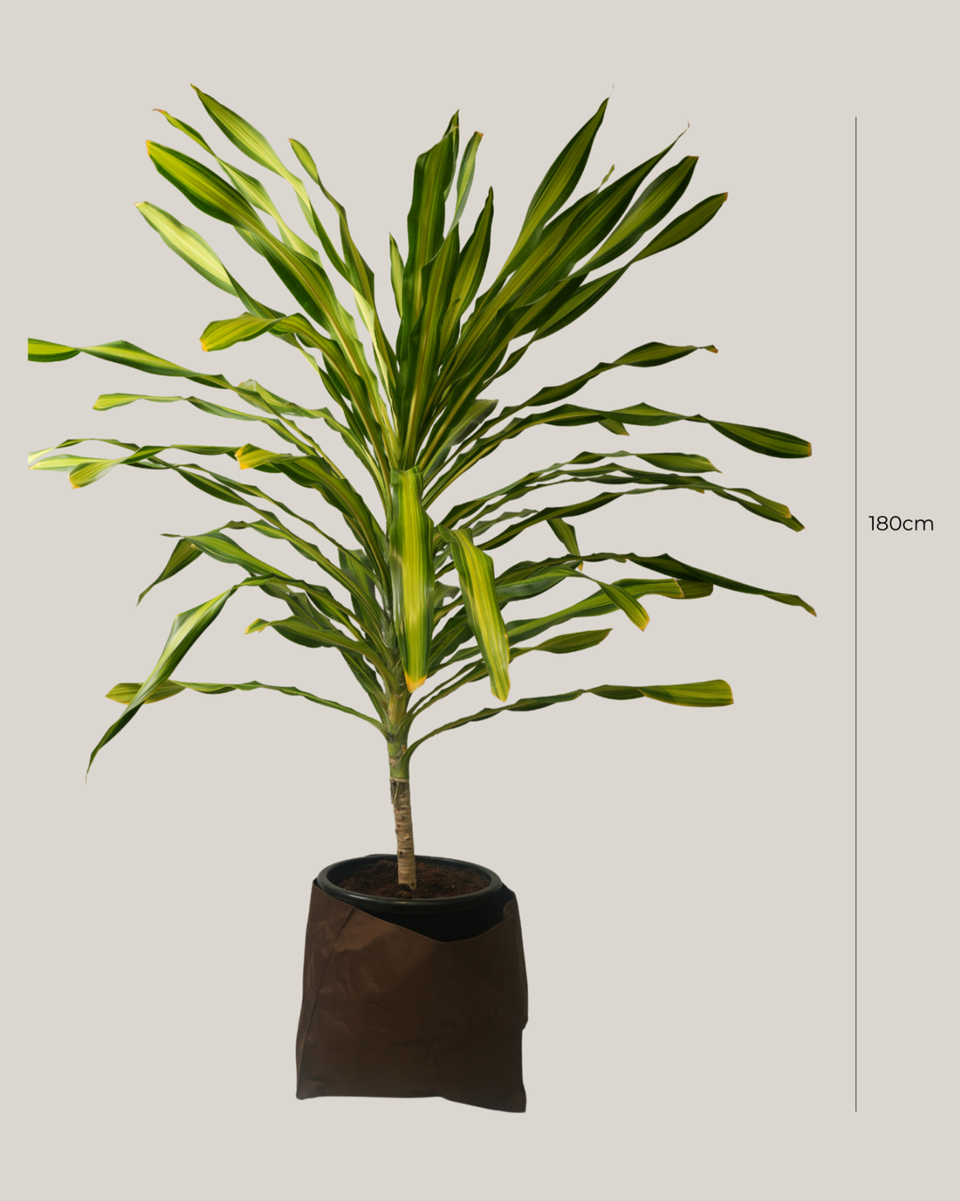 Dracaena Massengeana