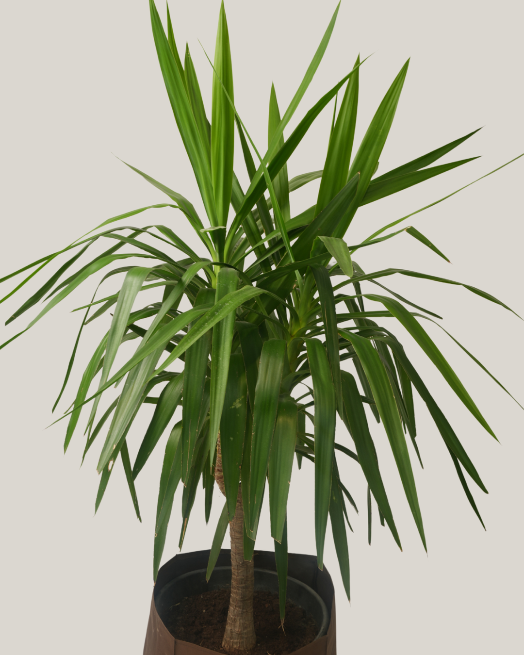 Yucca Elephantipes Stem