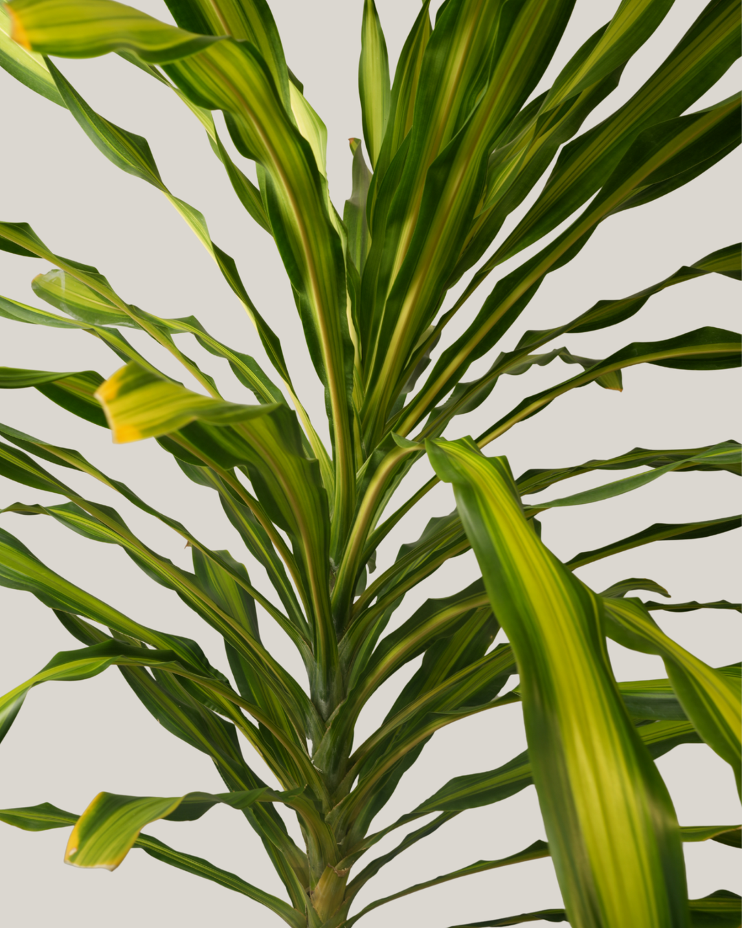Dracaena Massengeana
