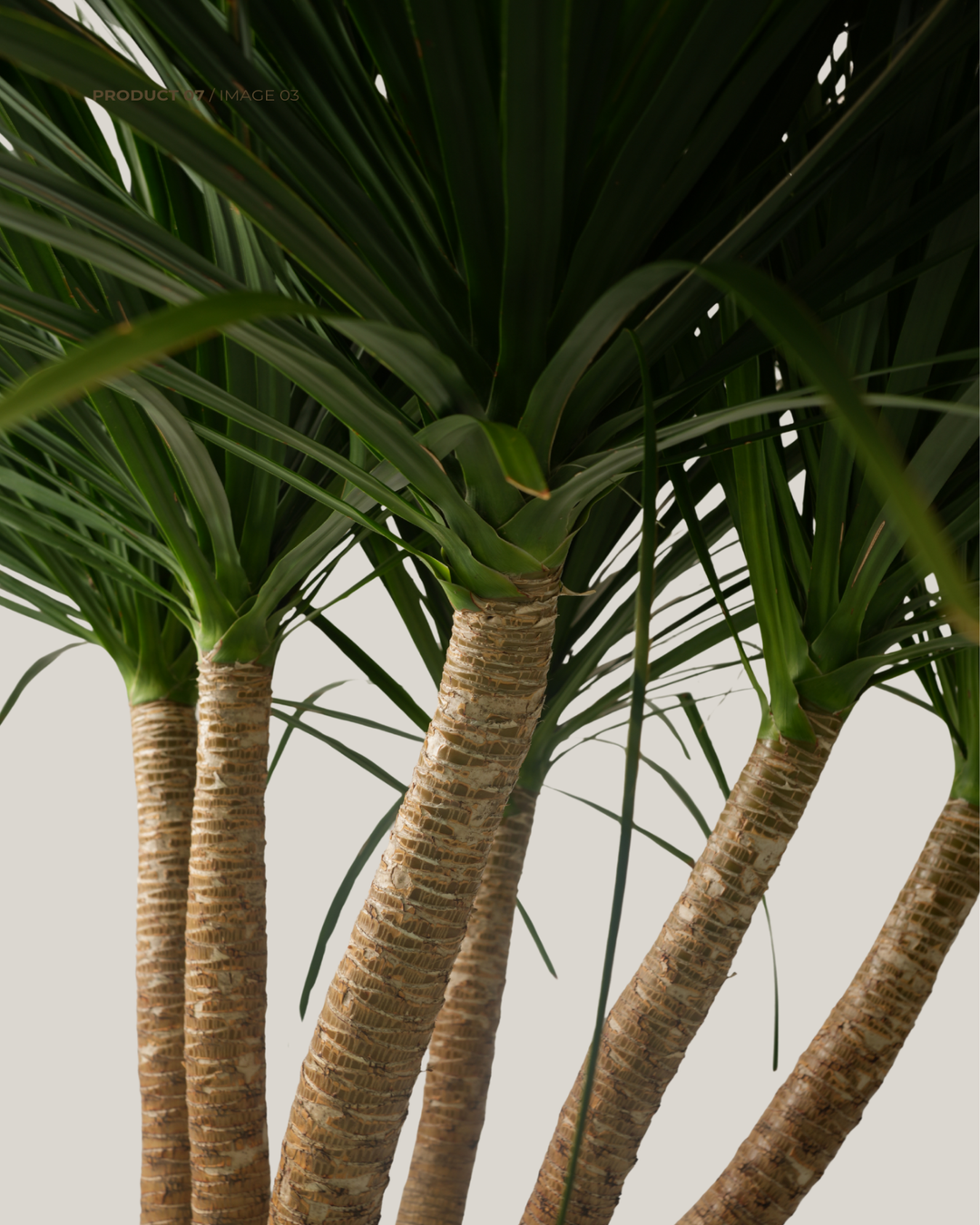 Dracaena Draco