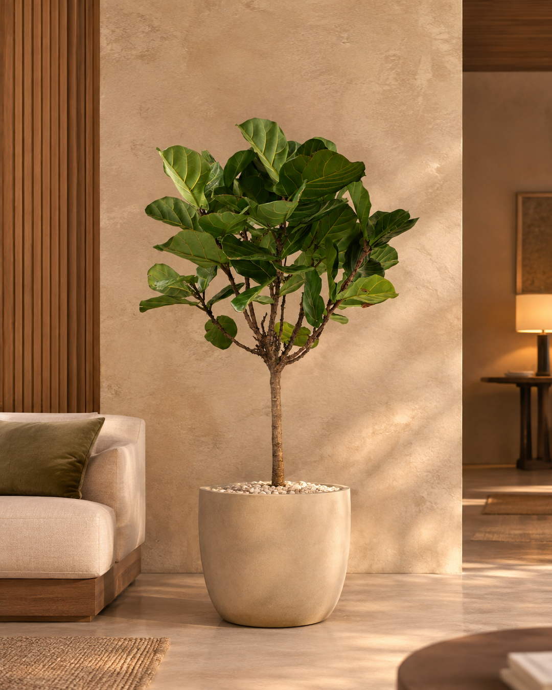 Ficus Lyrata