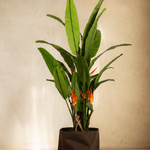 Plants Bird of Paradise BA - Folivana Store