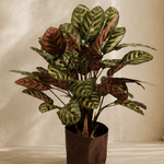 Plants Calathea BA - Folivana Store