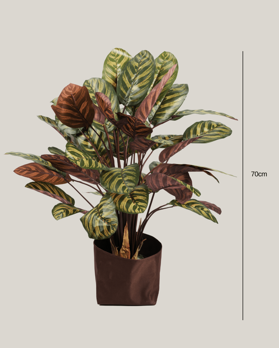 Plants Calathea BA - Folivana Store
