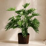 Plants Philodendron BA - Folivana Store