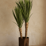 Plants Yucca BA - Folivana Store