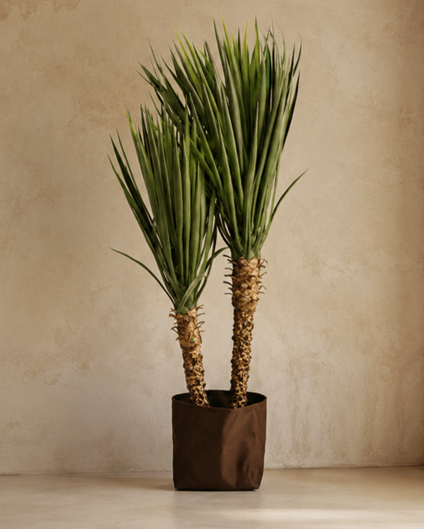 Plants Yucca BA - Folivana Store