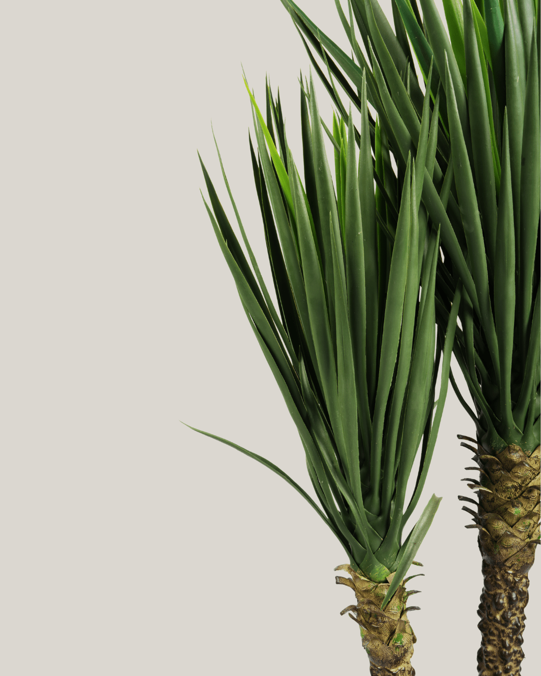 Plants Yucca BA - Folivana Store