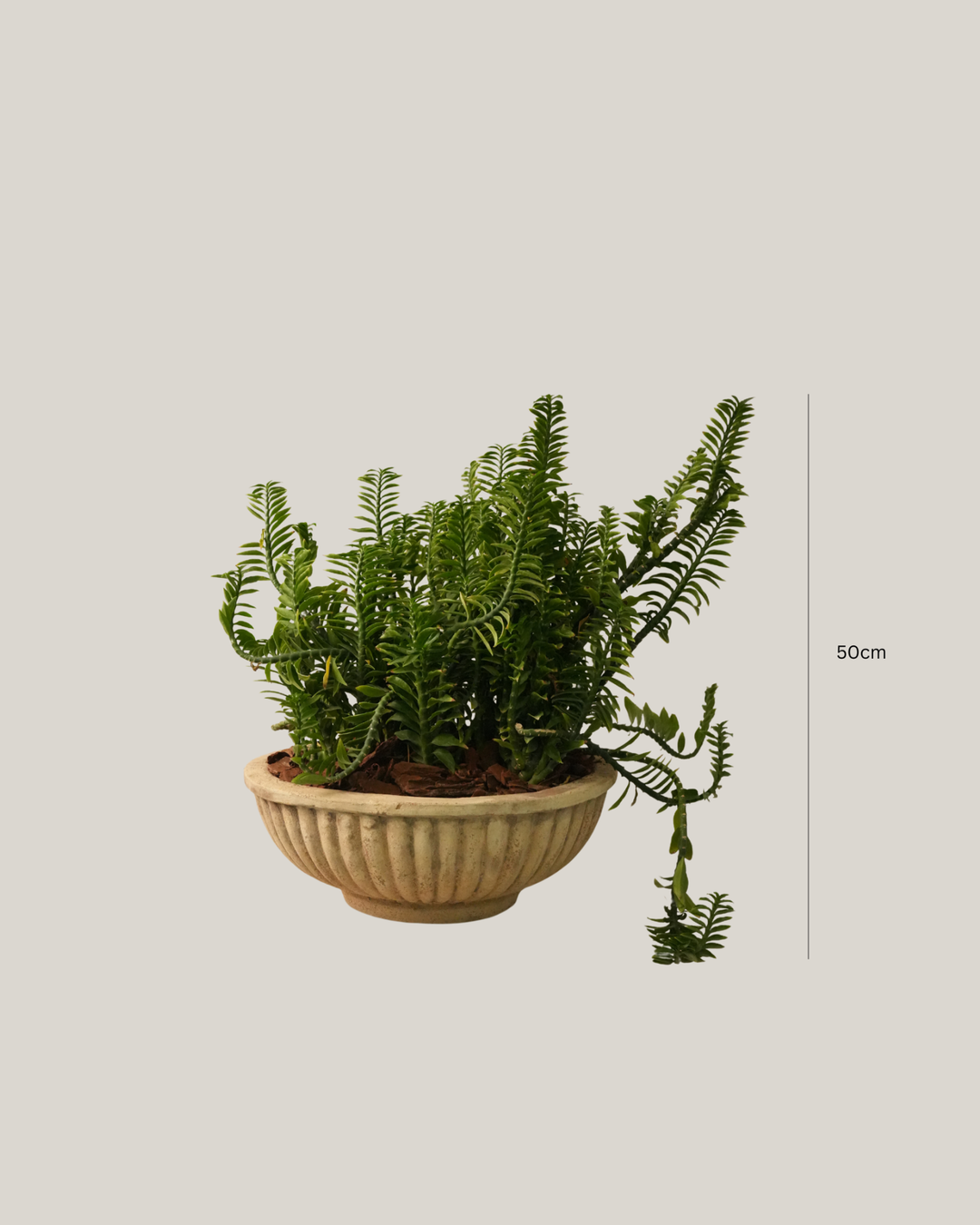 Mixed Plants Arrangement with Antique Terra Bowl