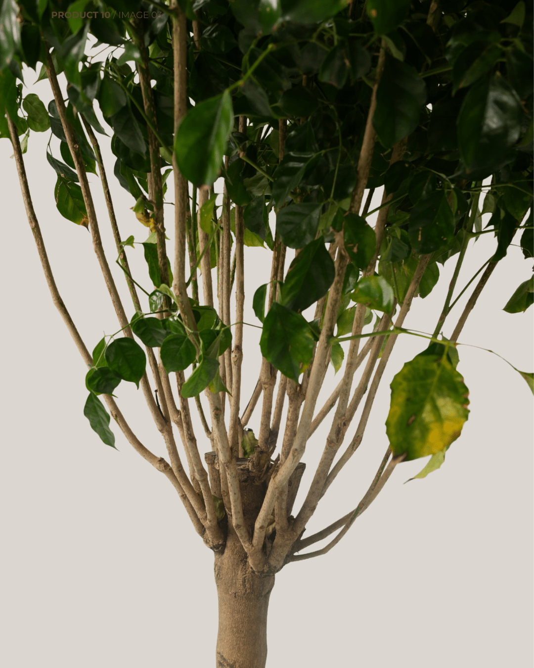 Radermachera Sinica Stem - Folivana Store