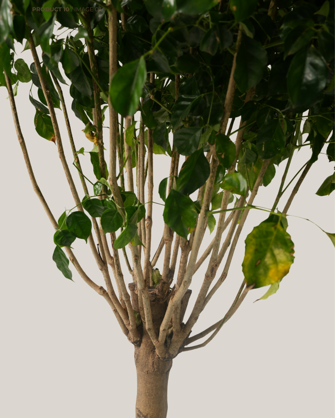 Radermachera Sinica Stem