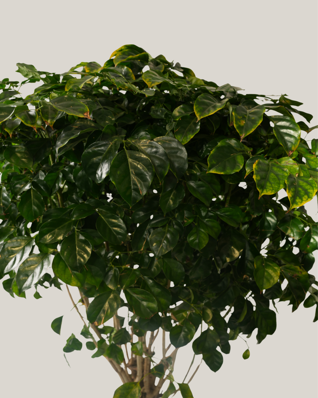 Radermachera Sinica Stem