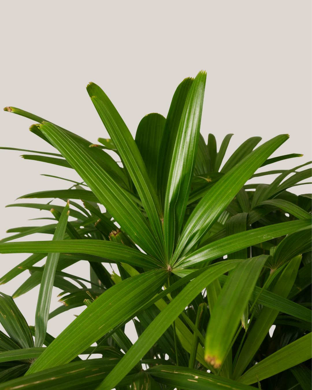 Broadleaf Lady Palm