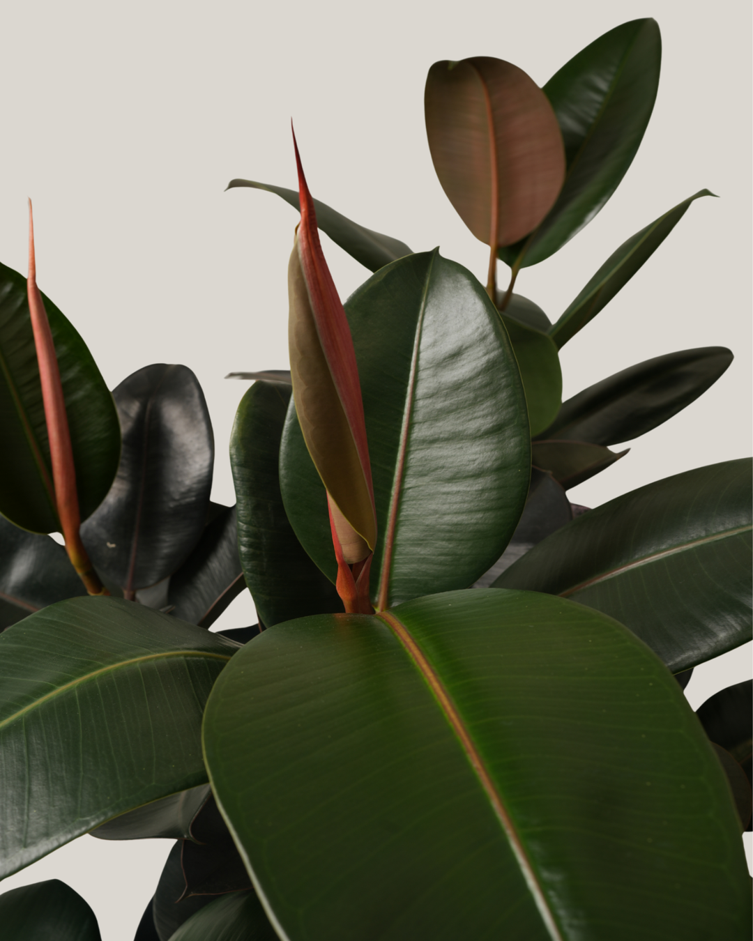 Ficus Elastica