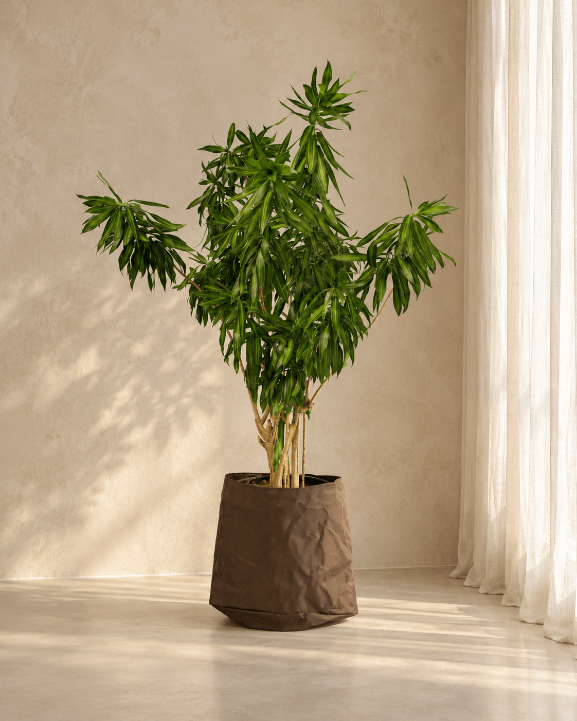 Song of Jamaica Branched - Folivana Store