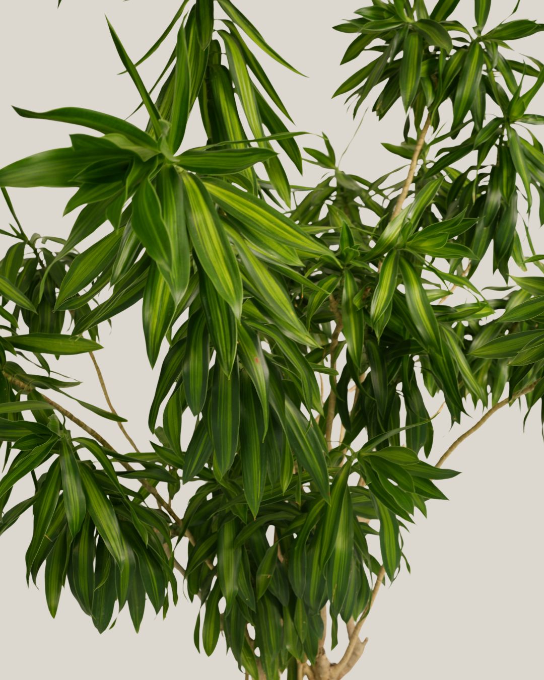 Song of Jamaica Branched - Folivana Store