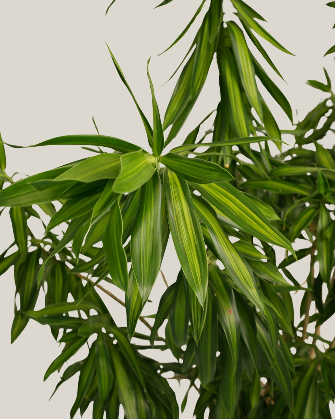 Song of Jamaica Branched - Folivana Store