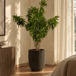 Song of Jamaica Branched - Folivana Store