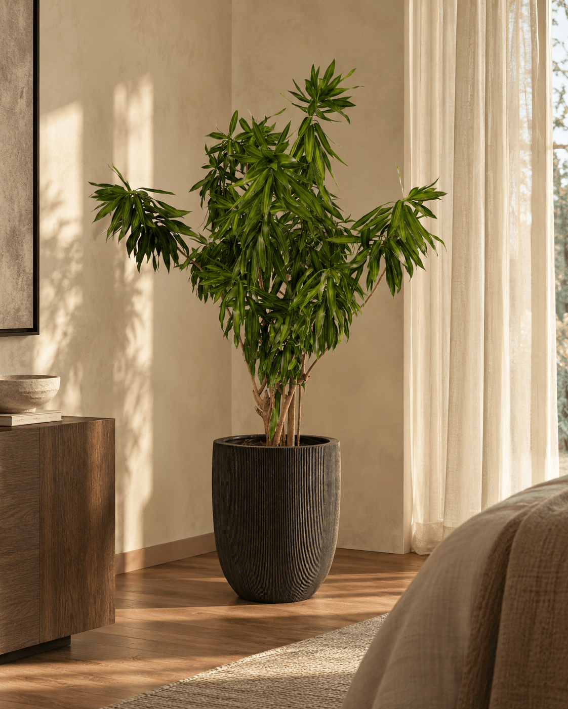 Song of Jamaica Branched - Folivana Store