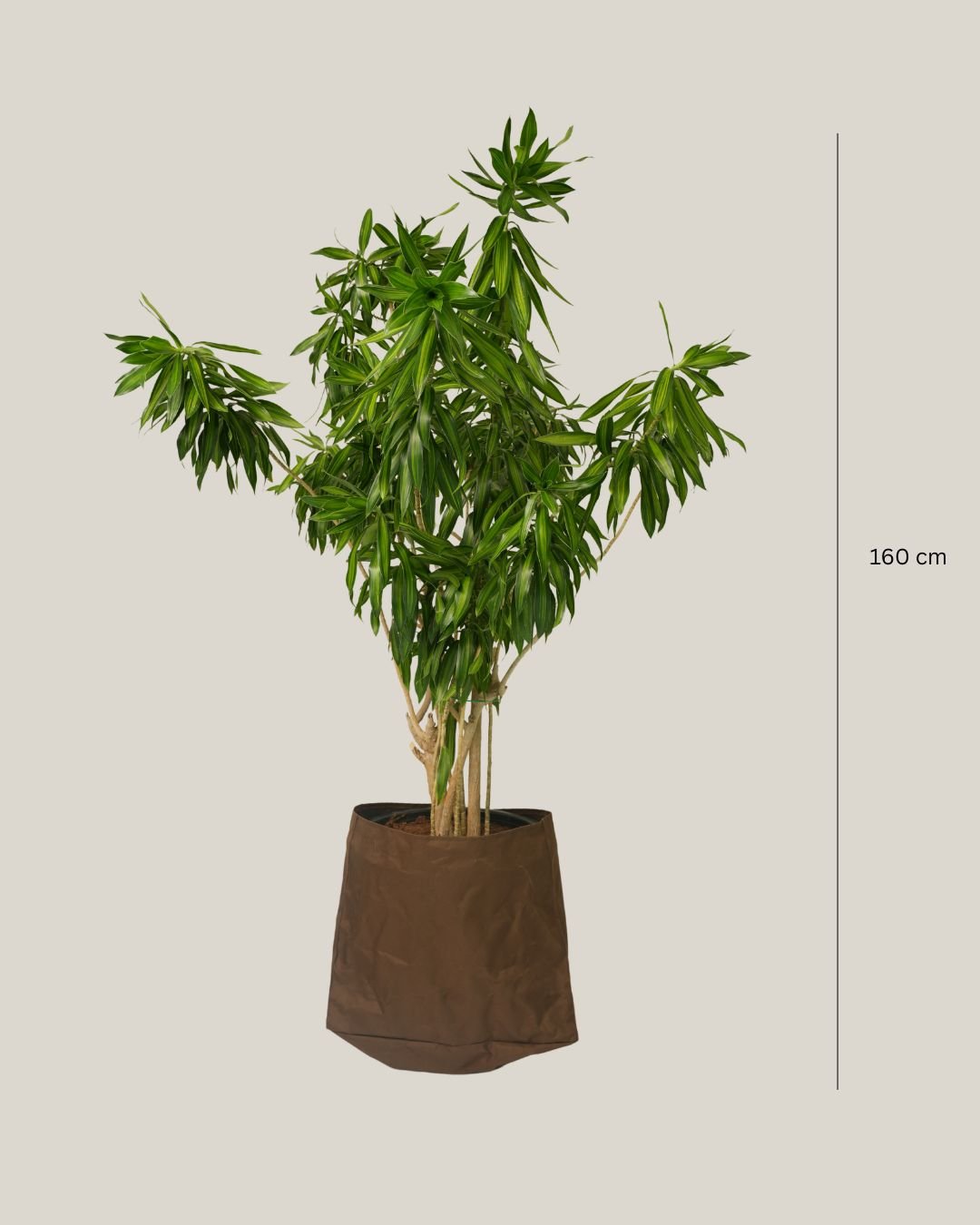 Song of Jamaica Branched - Folivana Store