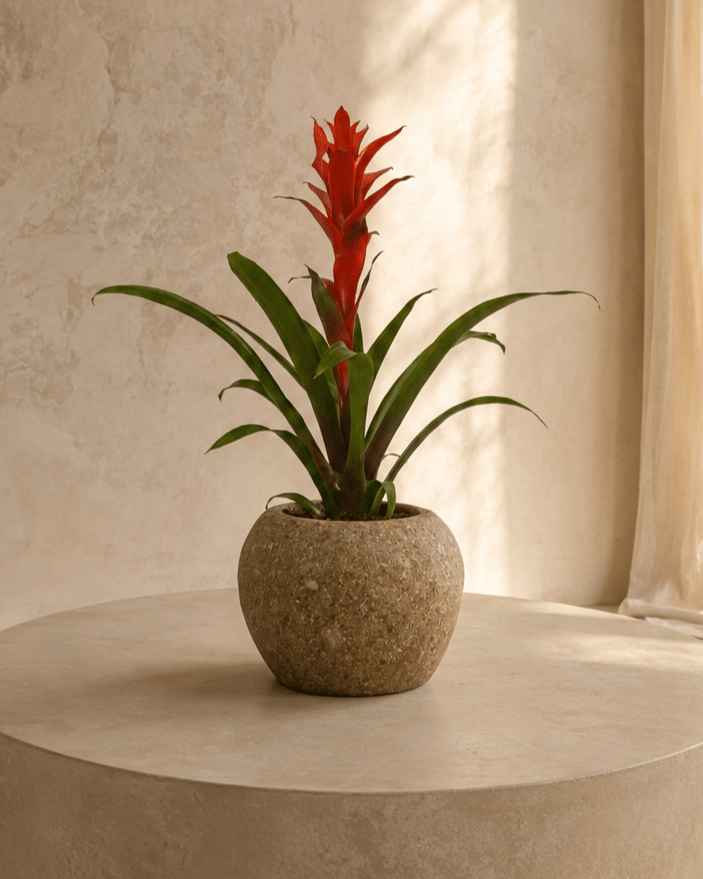 Table Top Plant with Round Stone Pot - Folivana Store