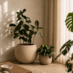Titan & Pluto - Folivana Store