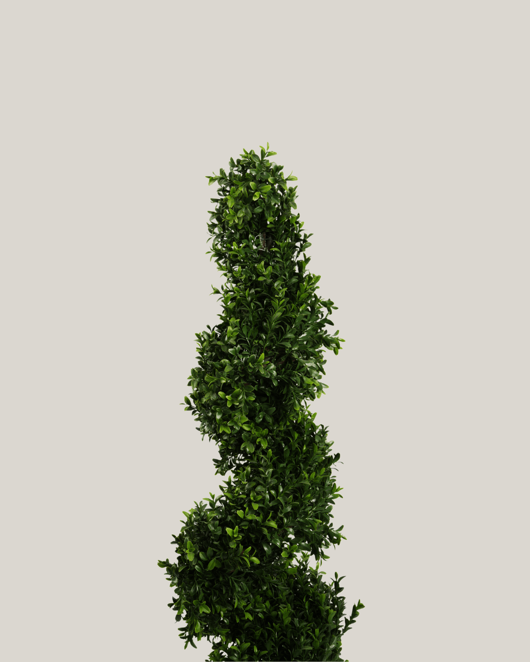 Topiary Buxus Spiral - Folivana Store
