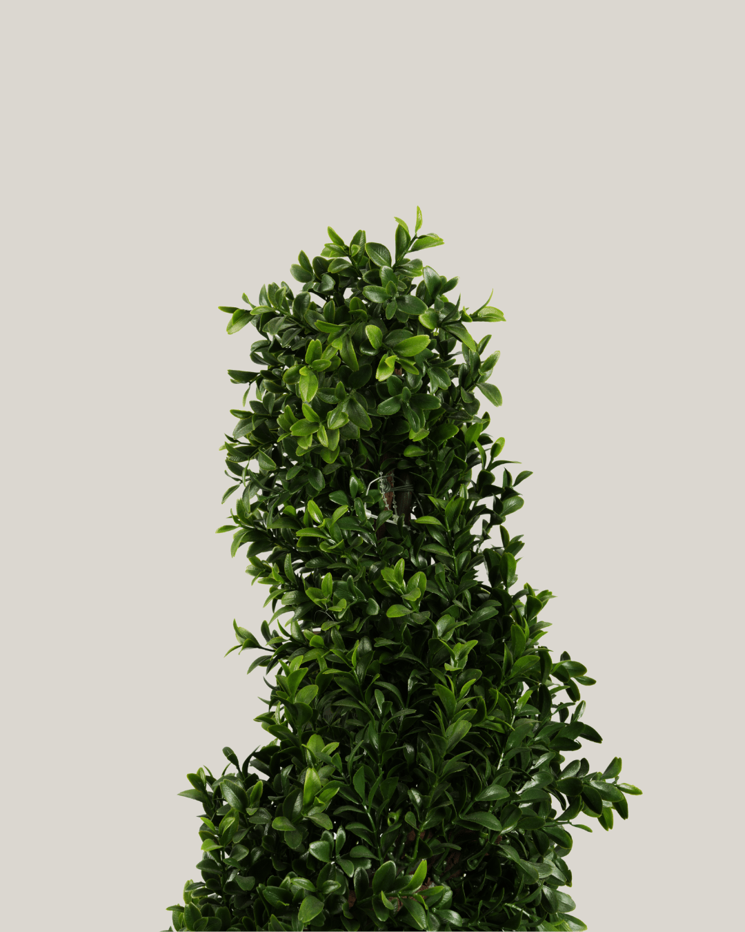 Topiary Buxus Spiral - Folivana Store