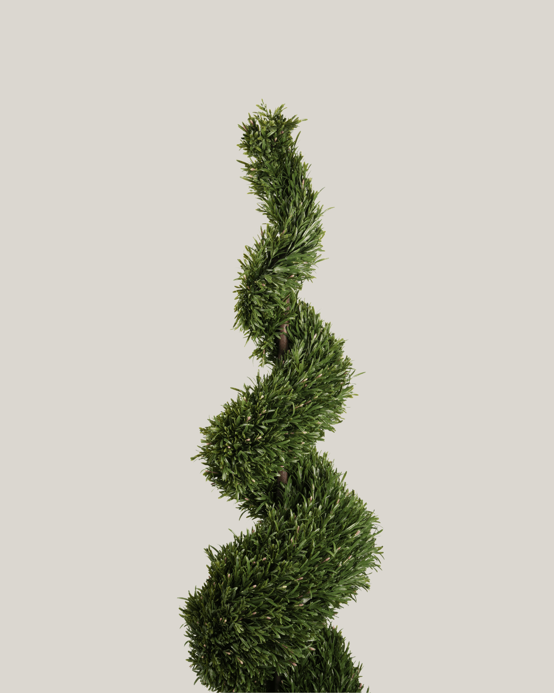 Topiary Rosemary HL Spiral B - Folivana Store