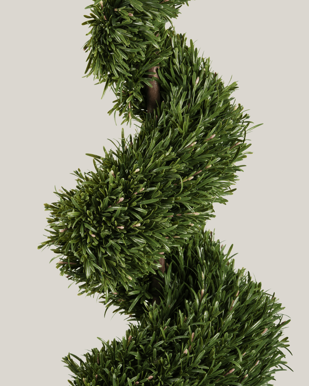 Topiary Rosemary HL Spiral B - Folivana Store