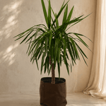 Yucca Elephantipes Stem - Folivana Store