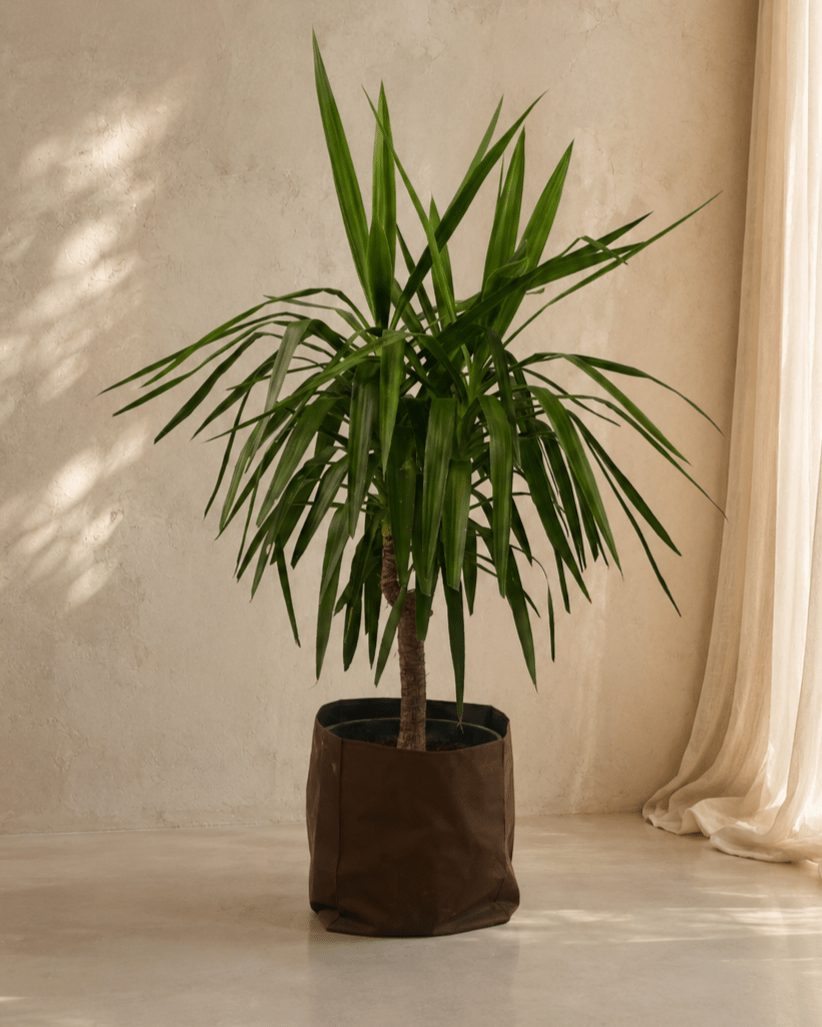 Yucca Elephantipes Stem - Folivana Store